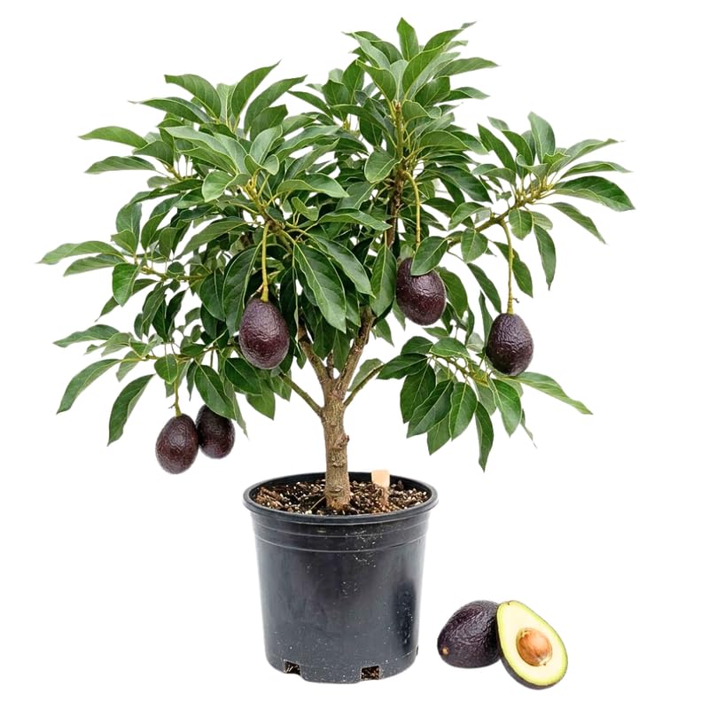 Dark Green Avocado Tree Live Plant in 3 Gallon Pot, 1-2' Tall, Avocado Fruit Tree, Cold Hardy for Planting, No Ship to CA