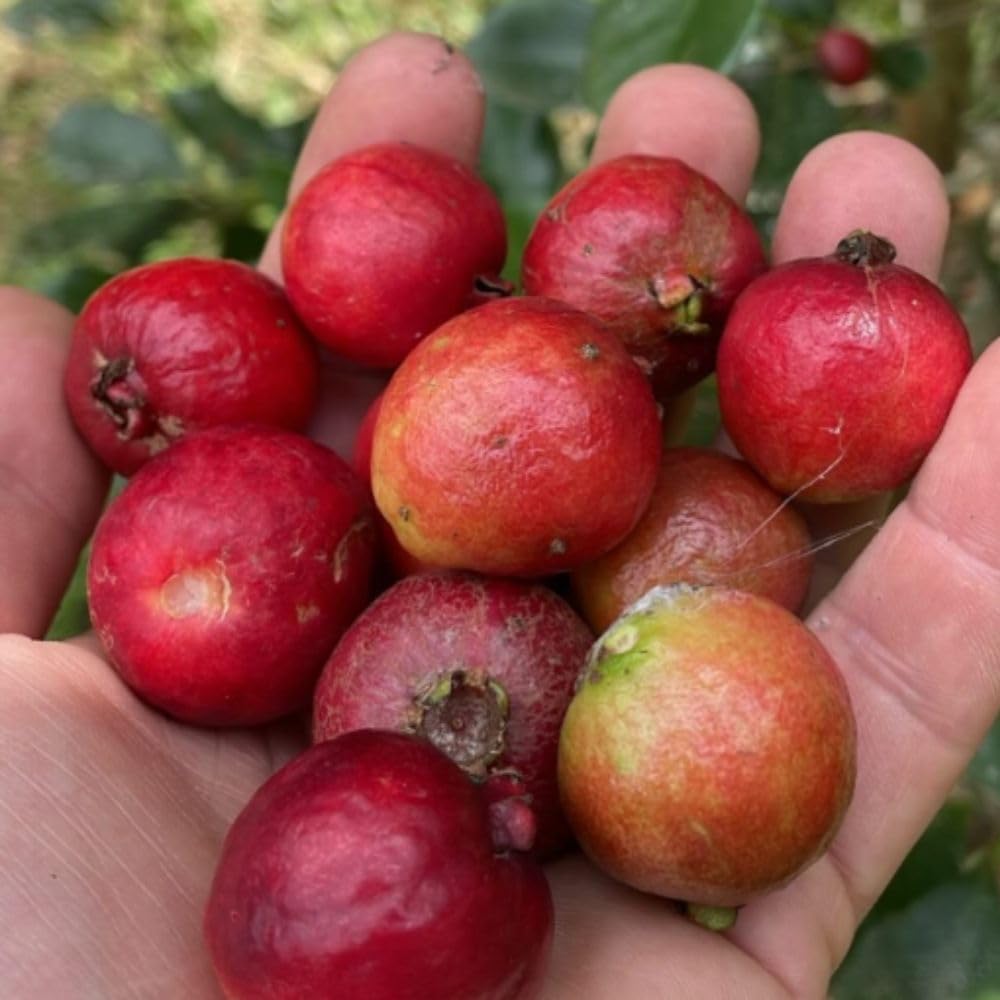 Strawberry Guava Tree Live Plant 3 Gallon, Guava Plant 2-3 Feet Tall, Fragrant Guajava for Home Garden, No Ship to CA