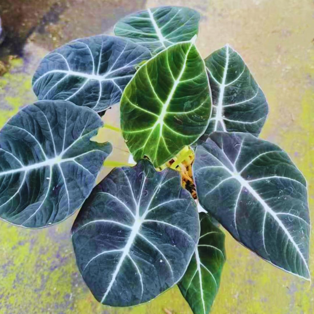 Black Velvet Alocasia Live Plant Houseplant, 4 to 7 Inc Tall, Alocasia Plant Live, Easy to Plant