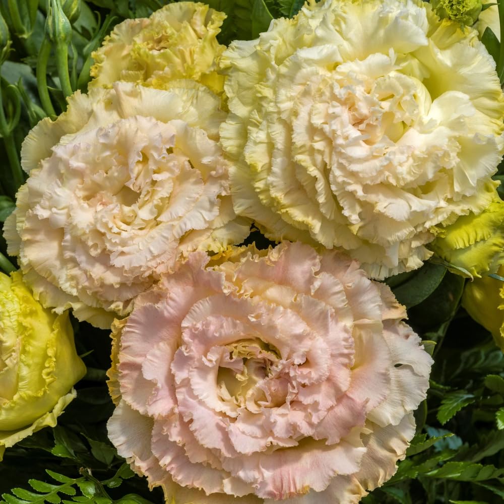 Eustoma Lisianthus Plant Live, Lisianthus Flowers Well Rooted Plug 2-3 Inch Height, Lisianthus Thornless Roses Seedling (Pink Yellow Lisianthus)