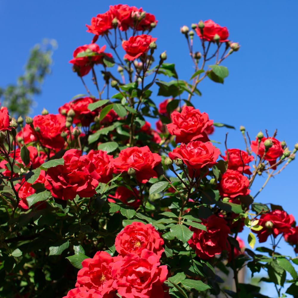 Climbing Rose Live Plants, Red Rose Bushes for Planting Outdoors, 2-3 Feet Height, Vibrant Red Flowers