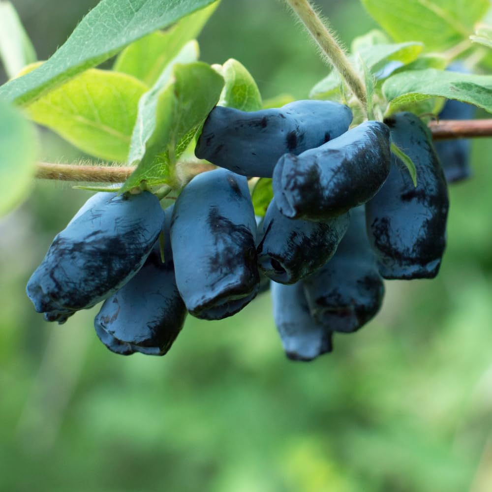 Haskap Live Plant, Haskap Honeyberry Bush, 4-8 Inch Tall