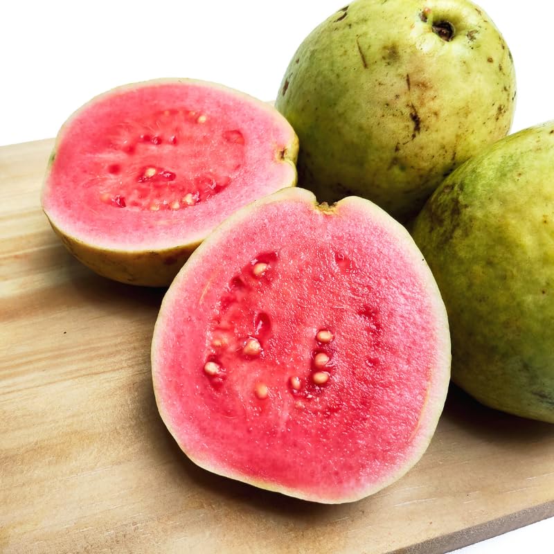 Ruby Guava Tree Live Plant in 3 Gallon Pot, Fragrant and Edible Guava Fruit Bearing Tree from 2 to 3 Feet Height, No Ship to CA