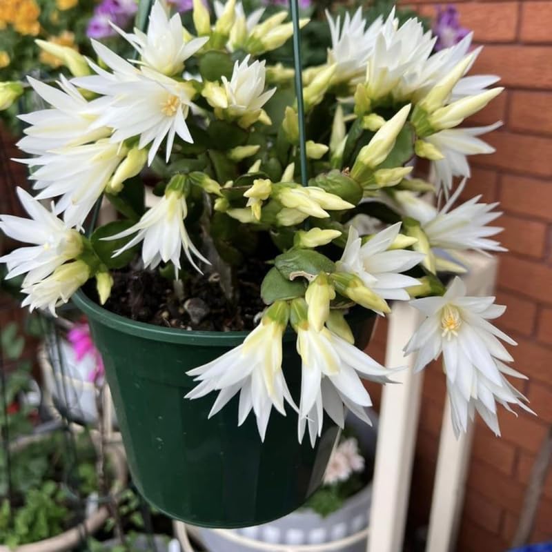 White Easter Cactus Live Plants, Spring Cactus 4-6 Inch, Houseplant Indoor Planting