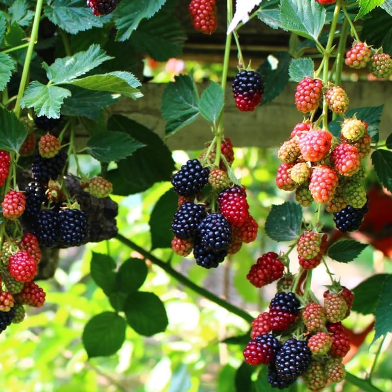 2 Sweet BlackBerry Plants Live for Planting, High Yielding, Sweet Juicy Berries for Your Garden, 4-6" in Tall, Cold Hardy, Dormant in Winter, No Pot