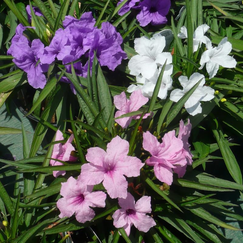 6 Mix Mexican Petunia Plants Live, 4-7 Inches Tall, Hardy Perennial Flowers