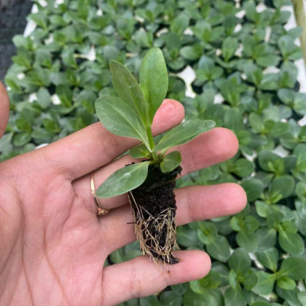 Sets 2 Striking Blue Lisianthus Eustoma Live Plants, Plug Size, Well-Rooted, Texas Bluebell, Thornless Love Rose Plant, Spring to Fall Bloom, 2-4" in Tall Starter