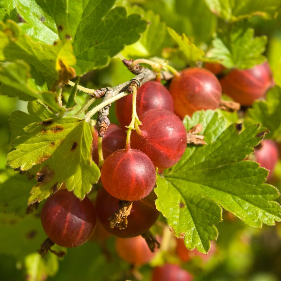 Red Gooseberry Live Plant, Berry Plant, 5-7 Inch Tall