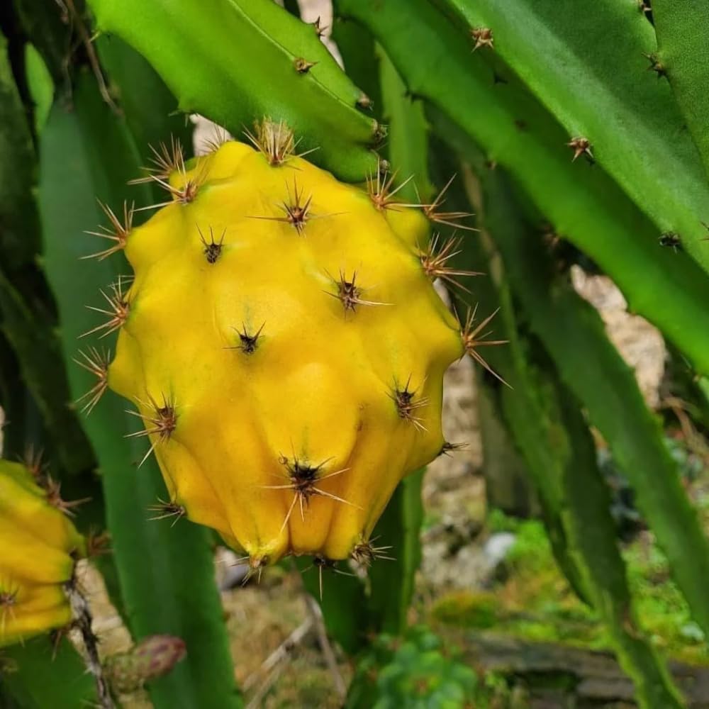 Yellow Dragon Fruit Plant, Starter Dragon Fruit Tree, Outdoor Garden Growing 3-6 Inch Tall