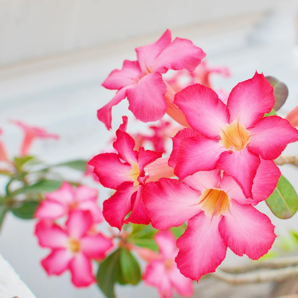 2 Desert Rose Plants Live, Pink Adenium Obesum Desert Rose Flower Plants for Planting Indoor Outdoor Garden, 5 to 9 Inches Tall
