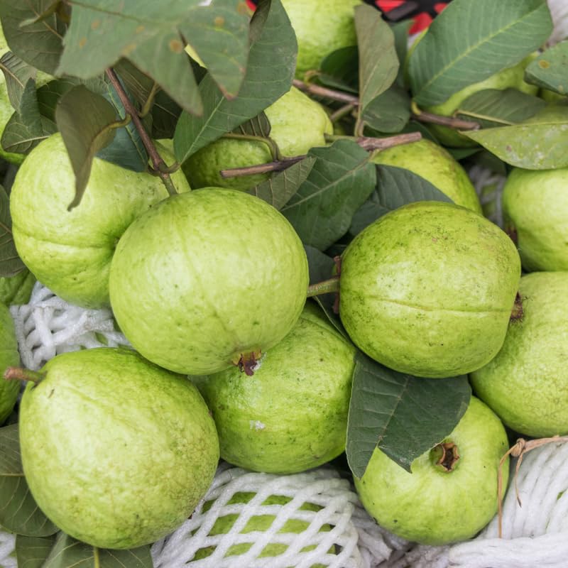 Grafted Thai Guava Tree Live Plant in 3 Gallon Pot, Fragrant and Edible Guava Fruit Bearing Tree from 2 to 3 Feet Height, No Ship to CA