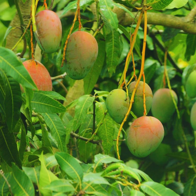 Pink Mango Tree Live Plant, Grafted Mango Fruit Plant Live, Sweet Tropical Fruit Tree Gardening, 2–3 Feet Tall, 3 Gallon Pot, No Ship to CA