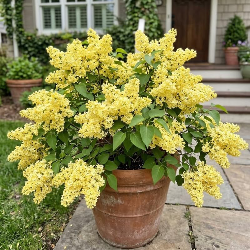 Yellow Lilac Live Plant, Fragrant Flowering Shrub, 6+" Tall