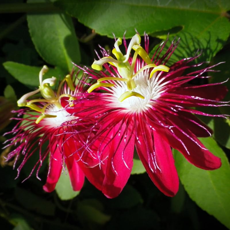 Passion Flower Plant Live, Passiflora Vine for Garden, 4-8" Tall, Hardy Flowering Vine for Garden or Trellis