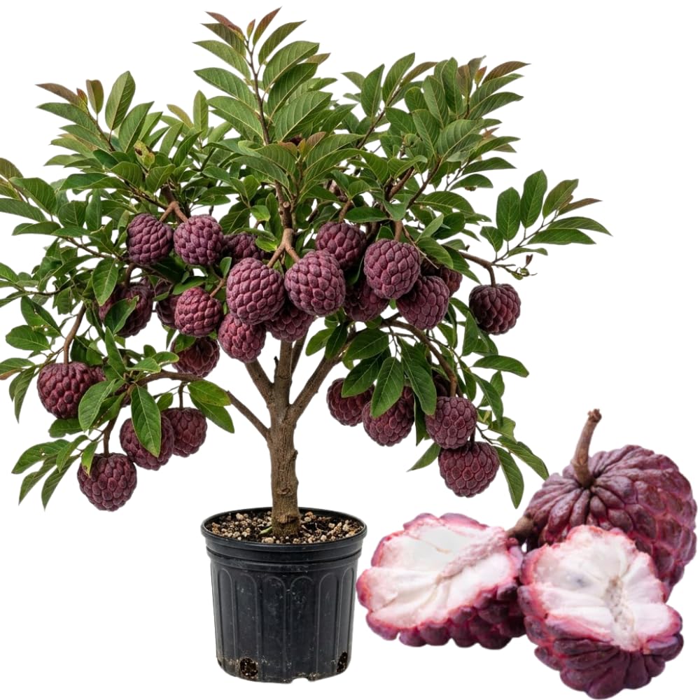 Apple Plant Live, Sweet Tropical Fruit, Sugar Apple Fruit Tree 2-3 Feet Tall in 3 Gallon Pot, Outdoor Planting, No Ship to CA (Red Sugar Apple)
