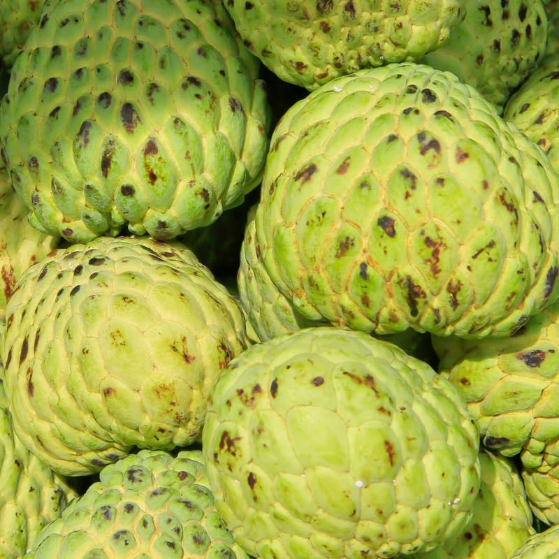 Green Sugar Apple Tree Live Plant, 24-30' Tall in 1 Gallon Pot, Sugar Apple Tree Plant for Planting Outdoor Garden, No Ship to CA