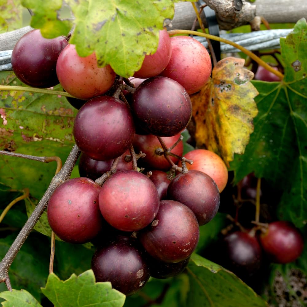 Purple Muscadine Grape Vine Plants, 20-24 Inches Tall Muscadine Grape Vine Live Plant, 1 Gallon Pot - Grapes Vine Plants for Garden, No Ship to CA