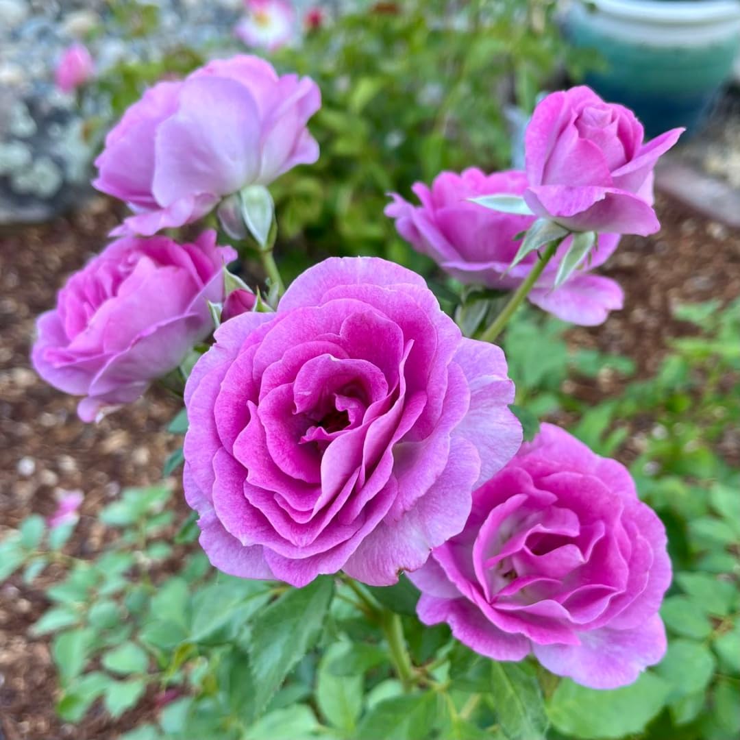 Live Purple Rose Plant for Planting, Hardy Flowering Plant, Rose Flowering Shrub in 3 Gallon Pot for Containers, Landscapes, and Backyard Gardens, No Ship to CA