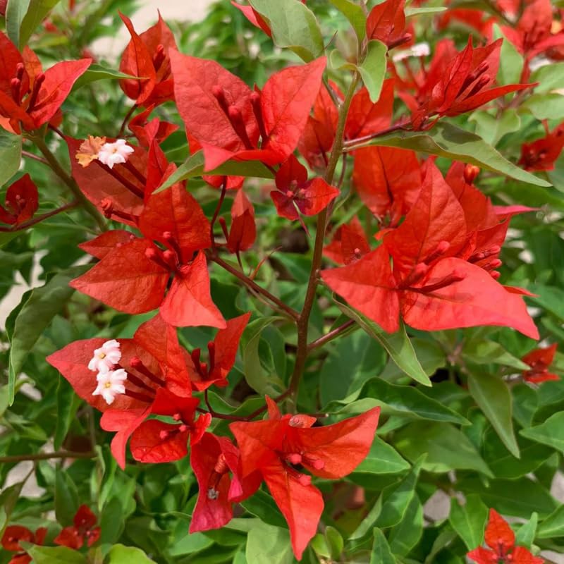 Set 2 Bright Orange Bougainvillea Plants, 5-8" Tropical Bougainvillea Plant Starter, Colorful Perennial Blooms, Live Well Rooted Plant