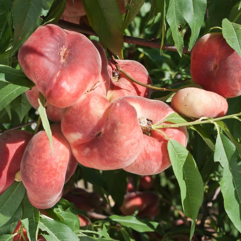 Donut Peach Tree, 3 Ft Tall Sweet Peach Fruit Tree Plant in 5 Gallon Pot, Fruit Plants for Outdoor Garden and Home Orchard, No Ship to CA