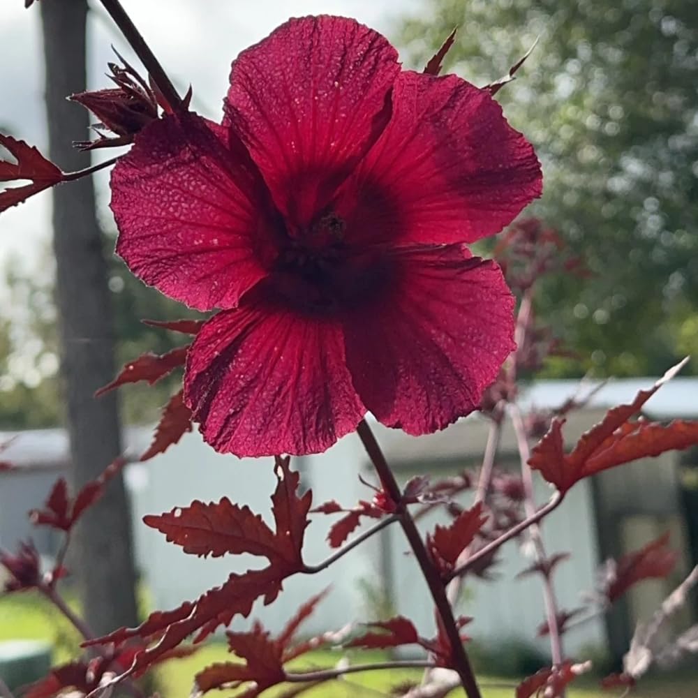 Set 2 Hardy Cranberry Hibiscus Plants, Red Hibiscus Flowering Plants, Indoor Outdoor Growing 4-6 Inches