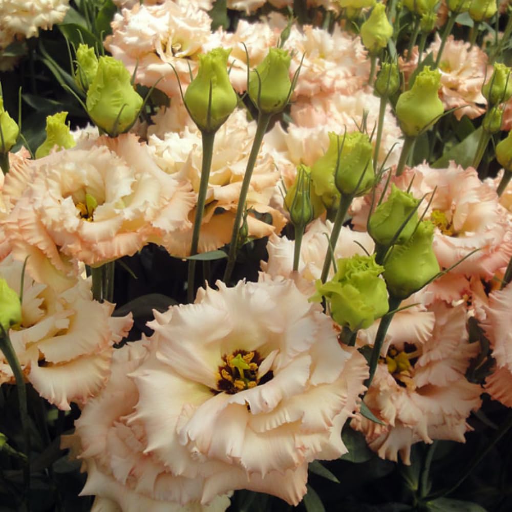 Apricot Eustoma Lisianthus Plants Live Plug Size, Well-Rooted 3-5" in Tall, Texas Bluebell, Thornless Love Rose Plant, Summer Fall Bloom