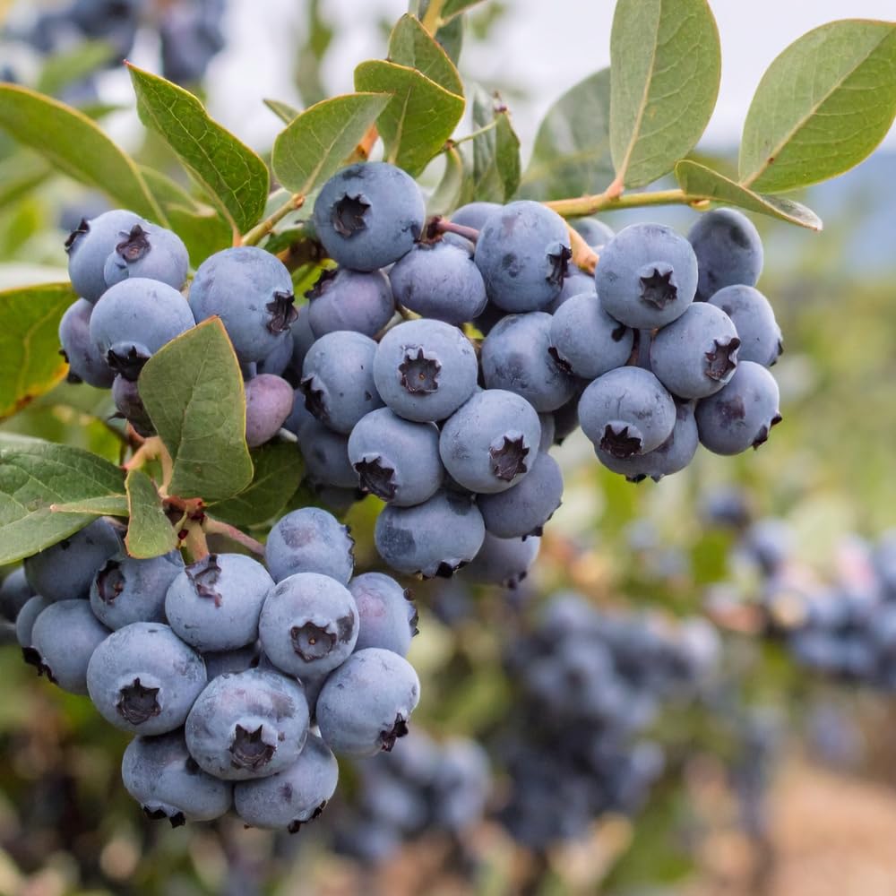Blueberry Live Plant, 1 Gallon Pot 1-2 Ft Tall Mid Season Blueberry Bush, Hardy Berry Fruit Plant for Outdoor Garden and Fruit Growing, No Ship to CA