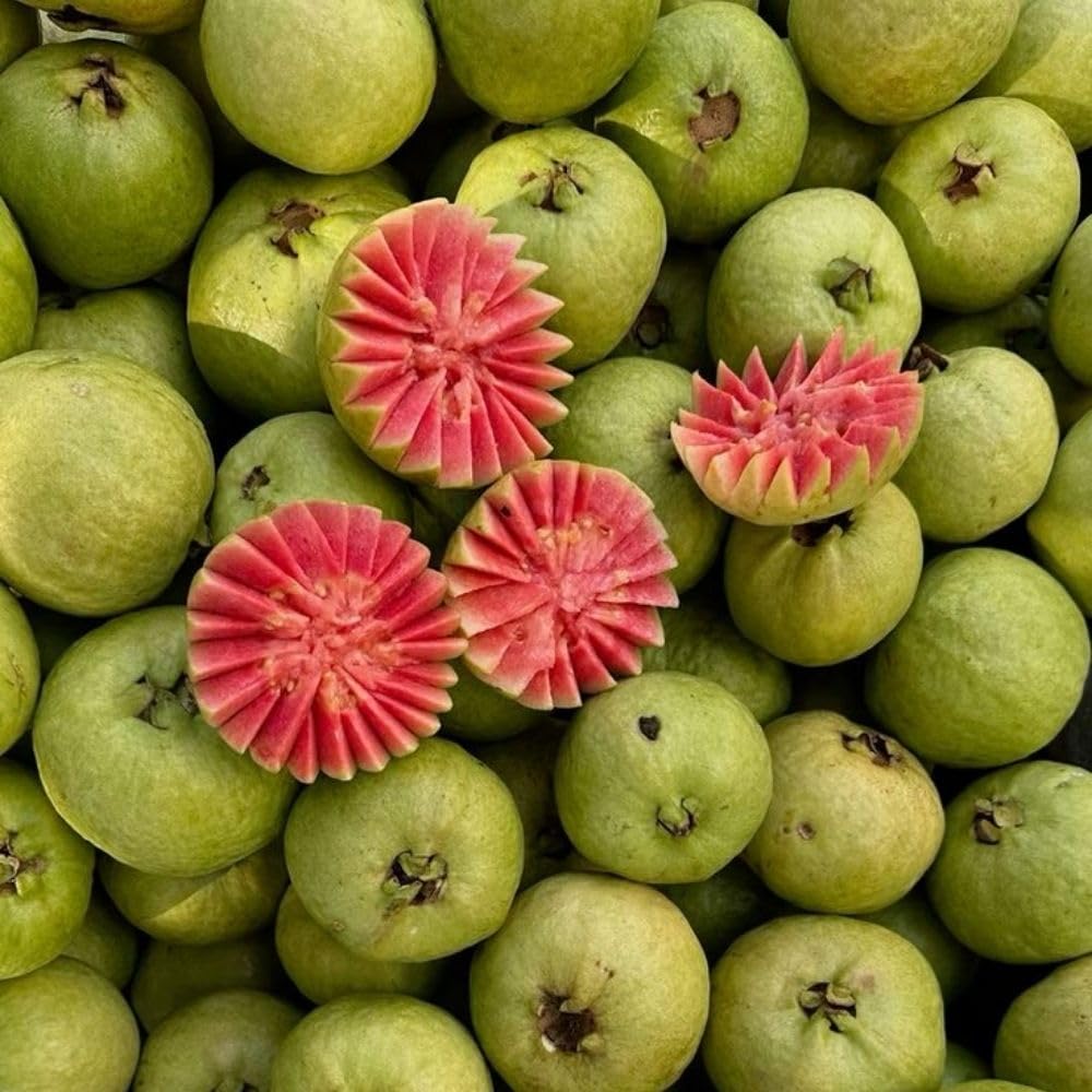 Pink Guava Tree Live Plant 3 Gallon, Guava Plant 2-3ft, Sweet Tropical Fruit Tree for Outdoor Growing, No Ship to CA