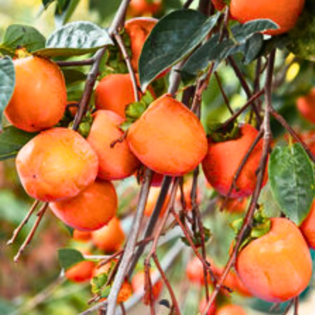 1 Year Old Persimmon Tree Live Plant Seedling, Cold Hardy, Sweet American Persimmon for Outdoor Spring Planting