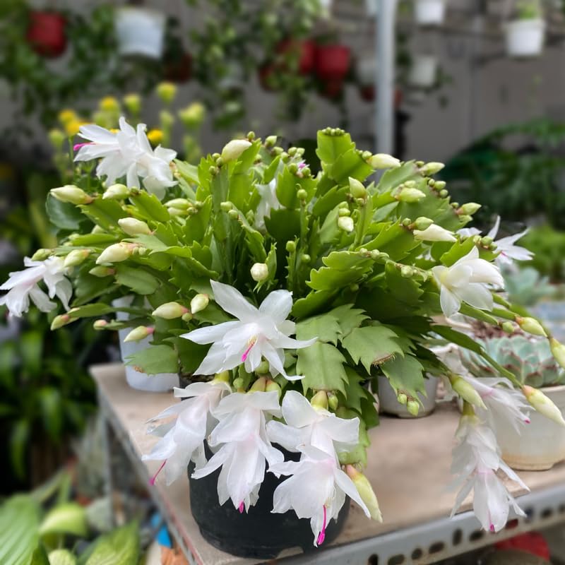 White Christmas Cactus Plants Live, 4 to 6 Inch Tall Live Christmas Cactus Bare Roots, Perennial Well Rooted Flower Plants, Holiday Houseplant, No Pot