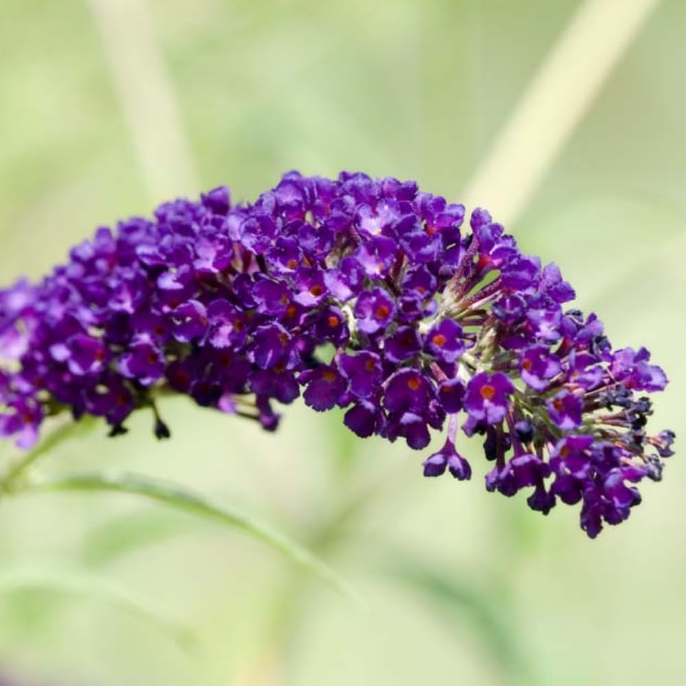 Butterfly Bush Live Plant 4-8 Inches, Fragrant Butterfly Bush Flowering Shrub Well Rooted, Outdoor Garden Planting (Deep Purple)