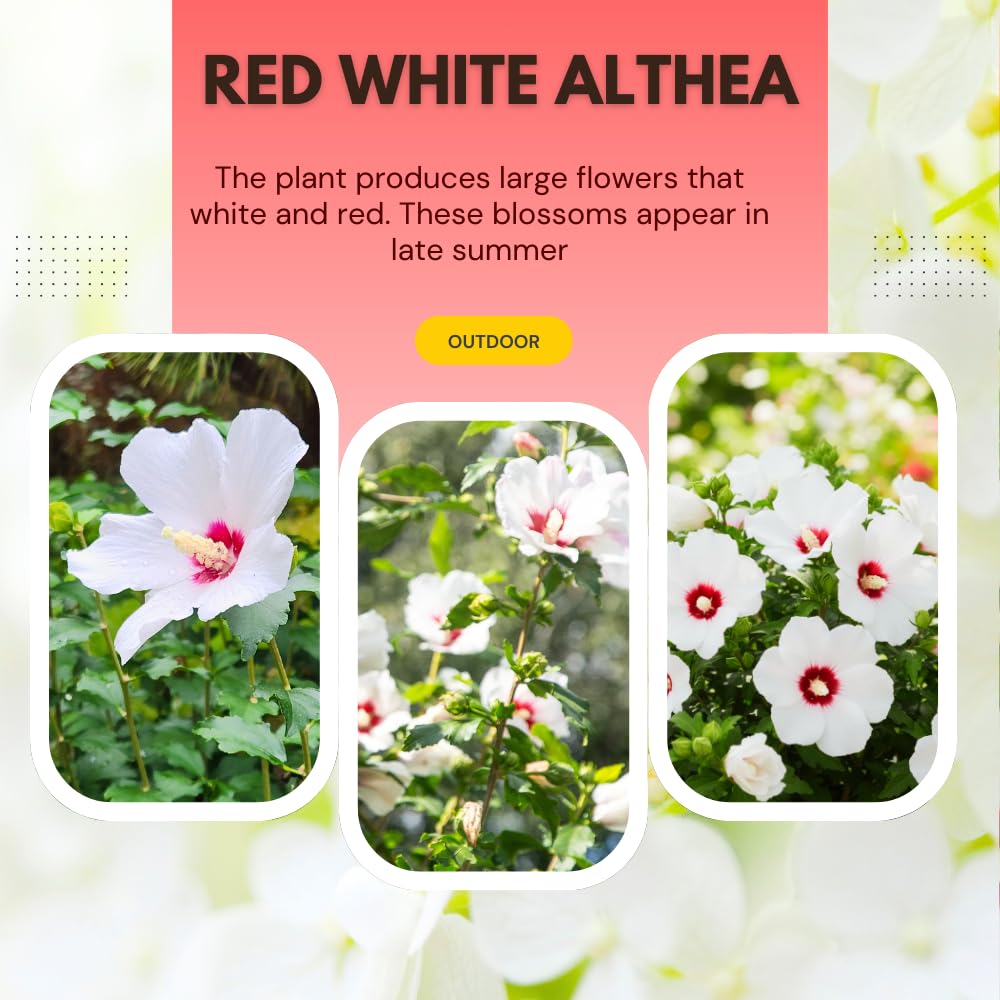 Althea Rose of Sharon Plants Live, Flowering Althea Red and White, Hibiscus Syriacus Plant for Outdoor Landscaping, 2 to 6 Inches Tall