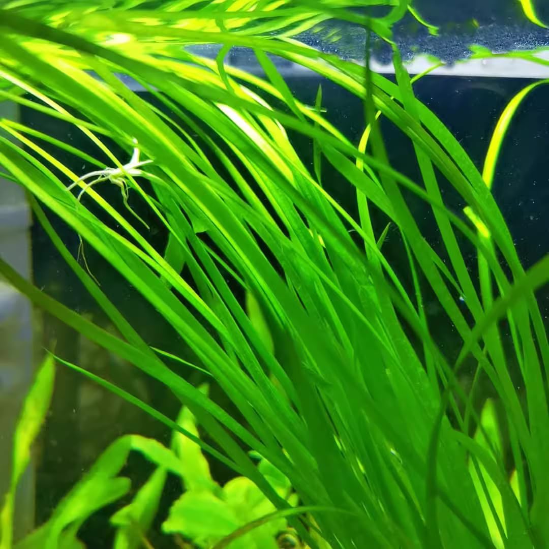 3 Jungle Vals Plants, Jungle Vallisneria Aquarium Plants Live from 4 to 5 Inc Tall, Aquarium Pond Aquatic Plant