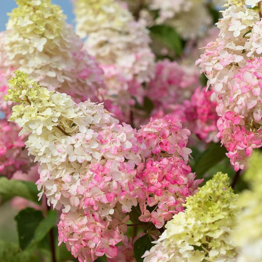 2 Hydrangea Plants Live Rooted Cuttings, 1-2 Feet Tall Hydrangea Tree Live Plant for Planting, Hydrangeas Bush, Dormant (Pink White Hydrangea)