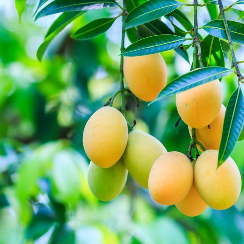 Mango Tree Live Plant, Yellow Mango Live Plant for Planting 2-3 Ft Tall, No Shipping to CA