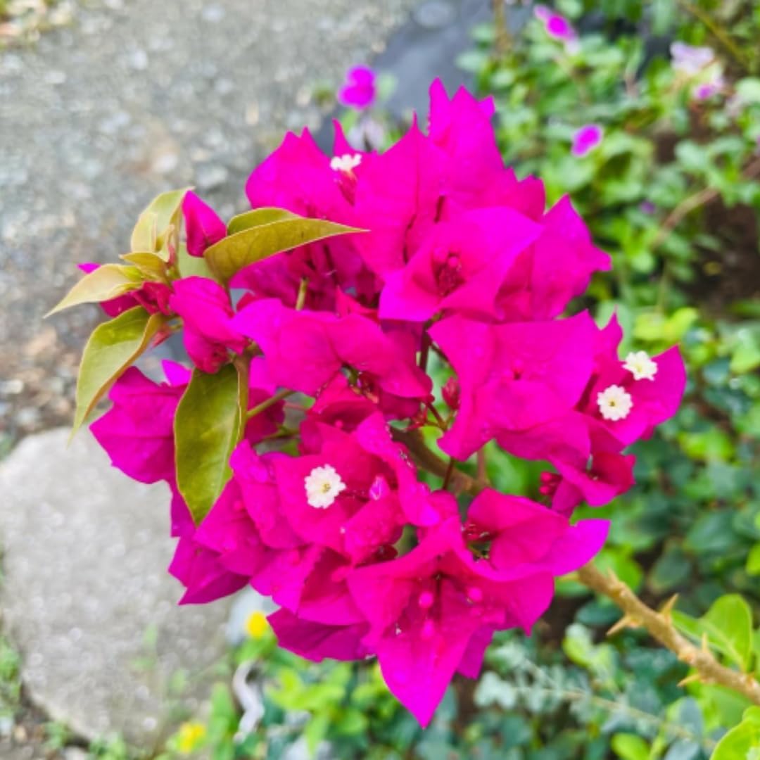 2 Purple Bougainvillea Plants Live, Bougainvillea Flower Plant, 3 to 5 Inc Tall, Live Bougainvillea Vine Plant