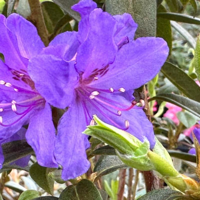 Deep Violet-Blue Rhododendron Live Plant Shrubs for Outdoor Planting, Azalea Bushes Ready to Plant, Fragrant Rhododendron Plant Live