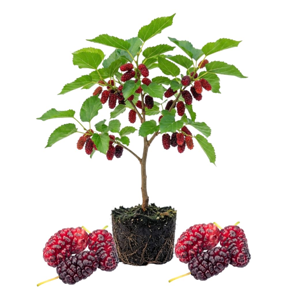 Red Mulberry Fruit Tree Live Plant, Sweet Edible Fruit Tree, 4-8 Inch Tall