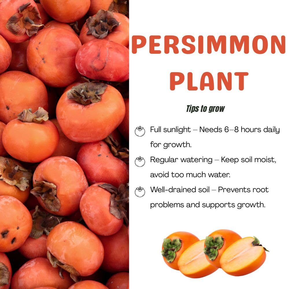 Set 2 American Persimmon Live Plant, 6-10 Inches Tall, in Quart Pot, Sweet Persimmon Plant, Fruit Bearing Tree for Outdoor Garden, Backyard, Landscaping, Dormant in Winter