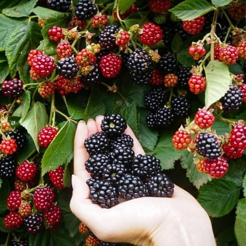2 BlackBerry Bushes Live Plant, Sweet, Thornless, High Yielding Berries for Outdoor Planting, Fully Rooted 4-7 Inches (Osage)