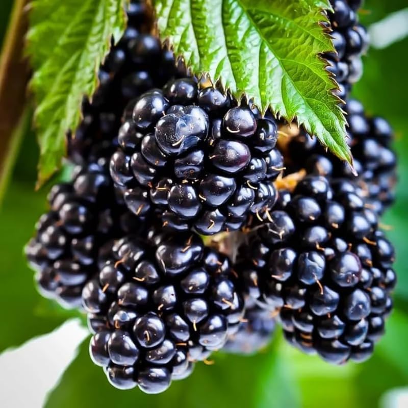 Pack 2 BlackBerry Plants Live, 4-8 Inch Tall, Big Blackberries Fully Rooted High Yield Berry Plants for Outdoor Planting