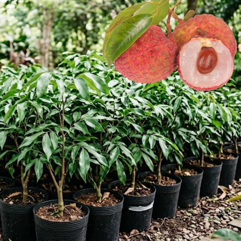 Sweet Lychee Trees Live Plants, Lychee Fruit Tree, Sweet Tropical Litchi Tree in 3 Gallon Pot, 2-3 Feet Tall, No Ship to CA