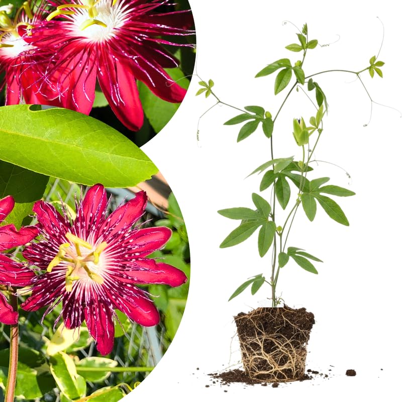 Red Burgundy Passion Flower Plant Live, Passiflora Vine for Garden, 4-8" Tall, Hardy Flowering Vine for Garden or Trellis