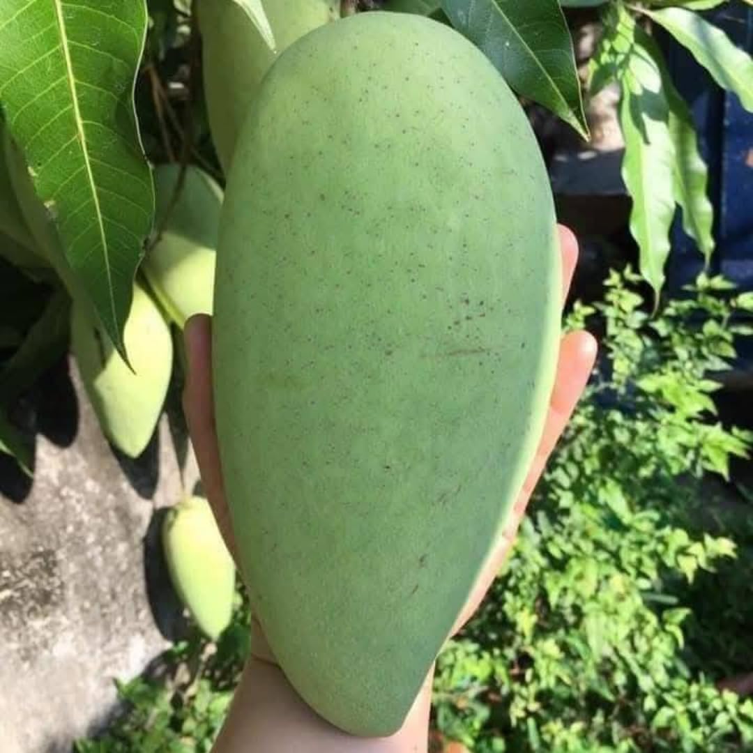 Mango Tree Live Plant, Sweet Mango Plant, Tropical Fruit Tree in 3 Gallon Pot for Outdoor Planting (Large Fruit Mango)