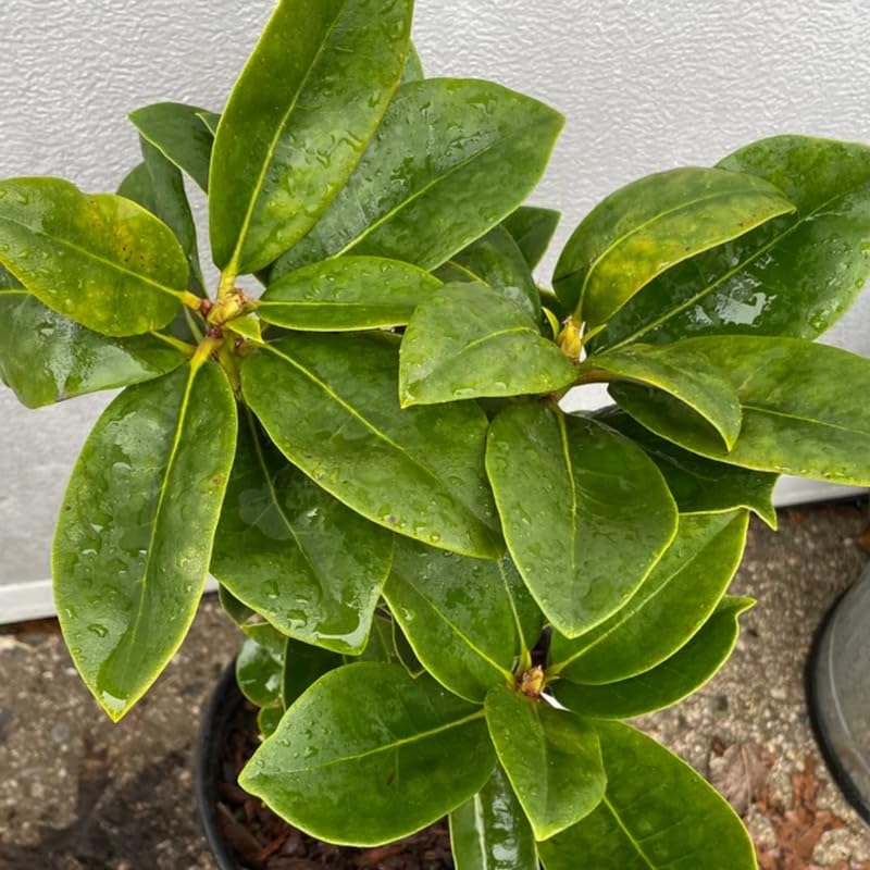 Light Pink Blossoms Rhododendron Plant Live, Azalea Plants, Rhododendron Azalea Bushes Ready to Plant, Live Shrubs for Outdoor Planting