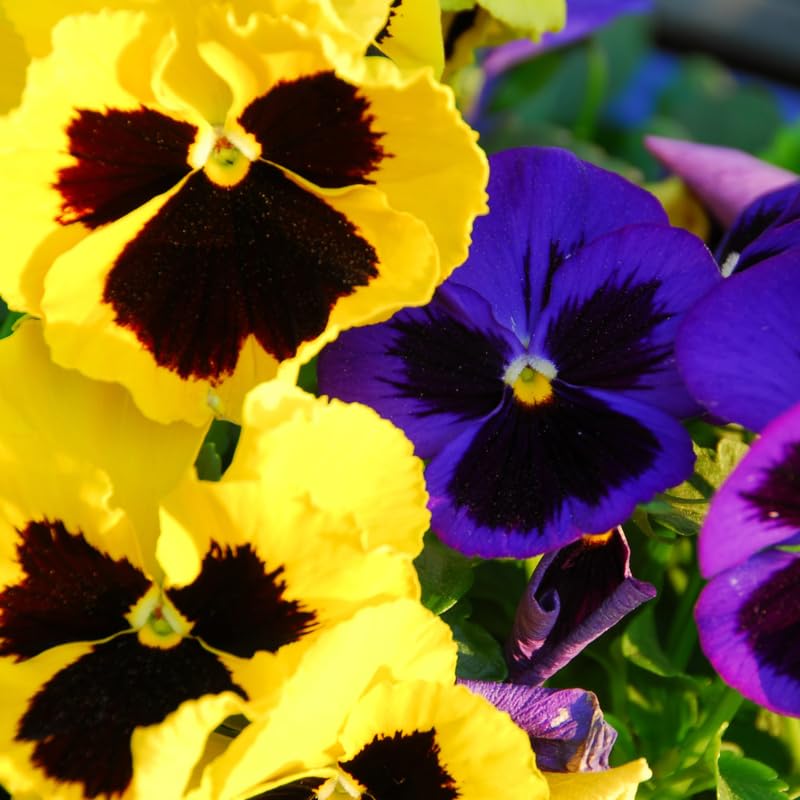 2 Pansy Plants Live, Flowering Pansies Viola Live, Pansy Live Plant from 3 to 6 Inches Tall