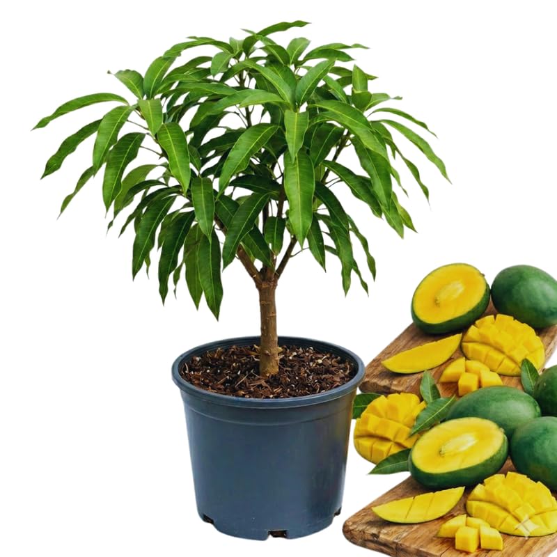 Green Mango Tree Live Plant, Grafted Mango Fruit Plant Live, Sweet Tropical Fruit Tree Gardening, 2–3 Feet Tall, 3 Gallon Pot, No Ship to CA