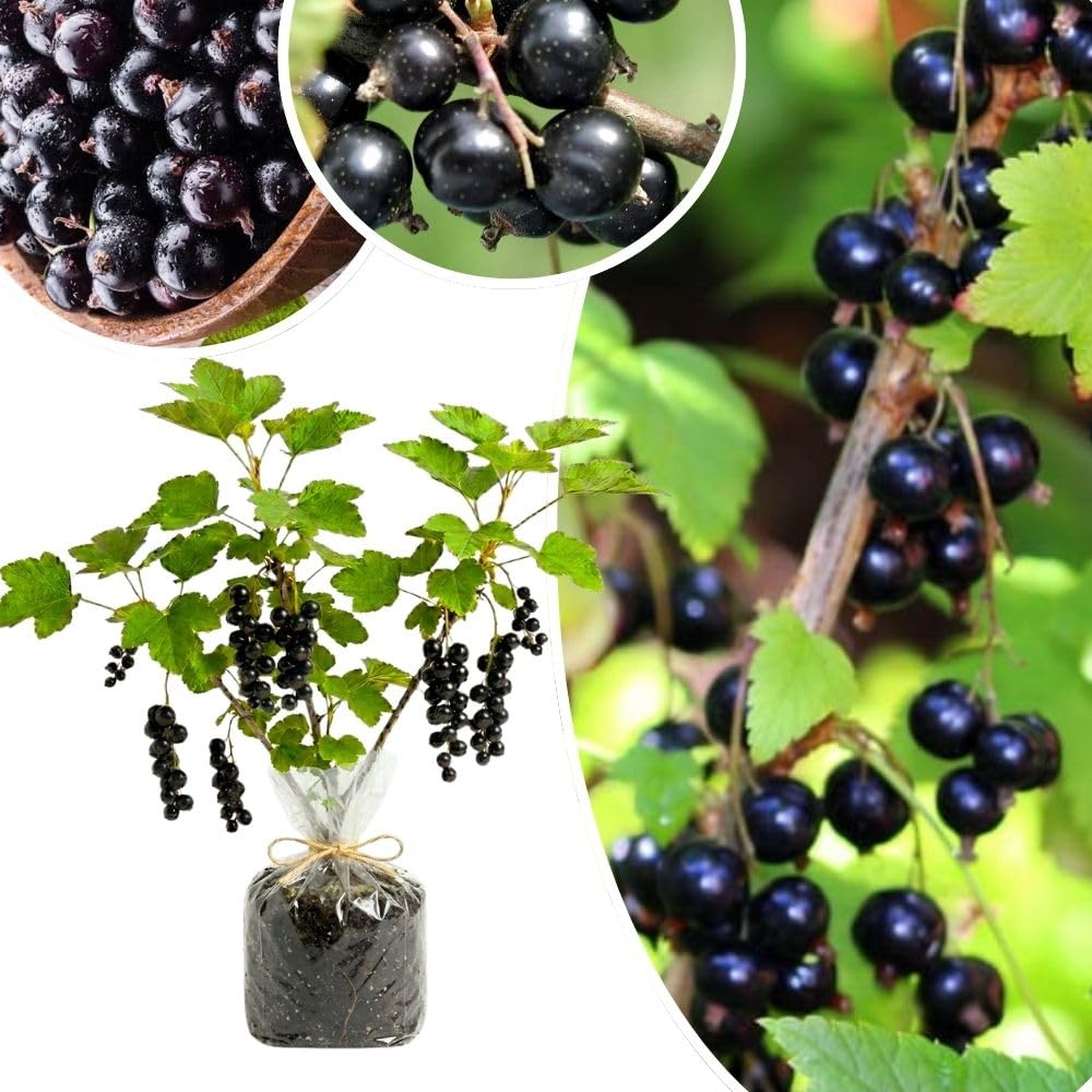 Hardy Black Currant Plant Live Bare Root 6-12 Inches Tall
