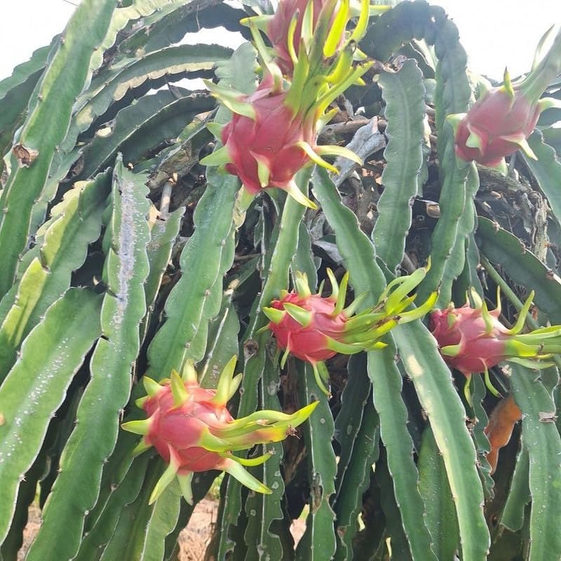Live Red Dragon Fruit Plant 1-2 Feet Tall, Red Dragon Fruit Live Plant, Fruit Tree for Planting Outdoor