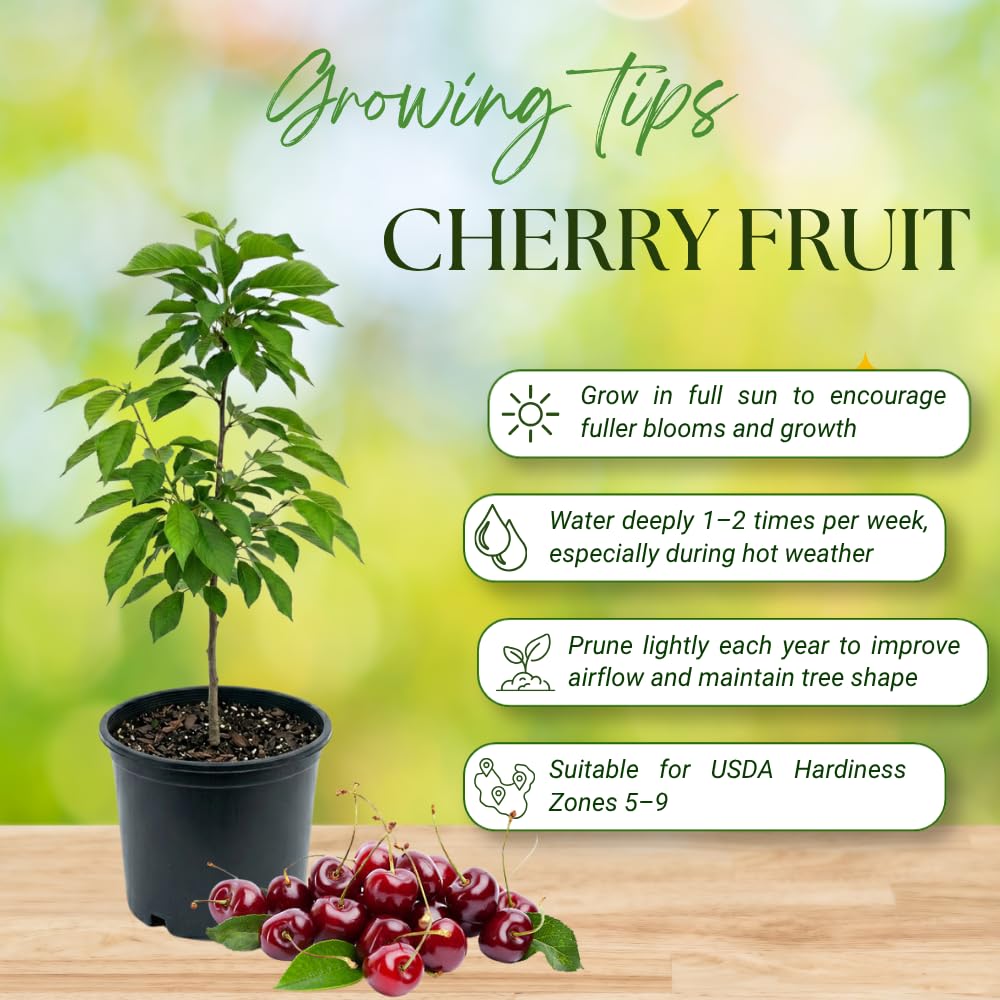 Cherry Trees Live Plants, Sweet Black Cherry Tree, Well Rooted in 3 Gallon Pot, 3-4 Feet Tall, Hardy Cherry Fruit Tree Live Plant for Outdoor Garden, No Ship to CA